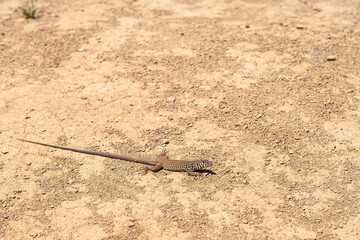 Los Padres National Forest, CA, USA - May 21, 2021: Closeup of brownish long-tail Common side-blotched lizard in straight line on yellow dry dirt.
