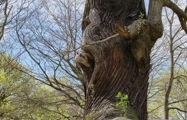 A twisted, ancient and gnarled chestnut tree trunk.