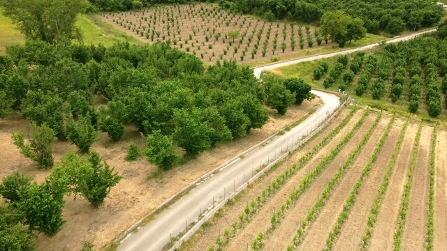 bellissima strada di campagna tra le vigne 