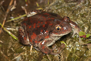 Female of Spadefoot toad (Pelobates fuscus) in natural habitat