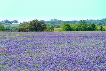 Texas bluebonnet wildflowers patch near Brenham, TX.  