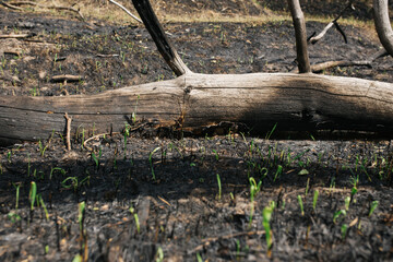 the consequences of a forest fire. environmental protection and ecology: charred tree branches and...