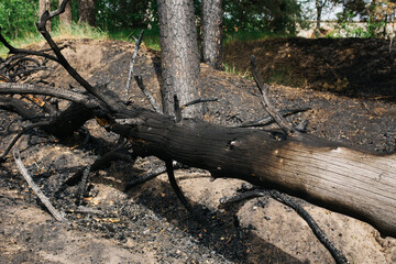 the consequences of a forest fire. environmental protection and ecology: charred tree branches and...