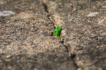 Grüne Eidechse im Garten