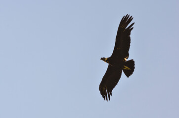 Condor andino en vuelo