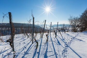 Weinberg im Winter mit Schnee in Sachsen, Deutschland