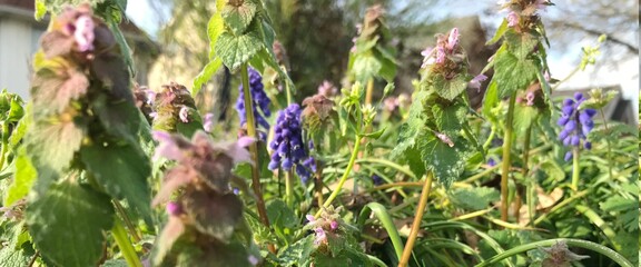 flowers in the garden