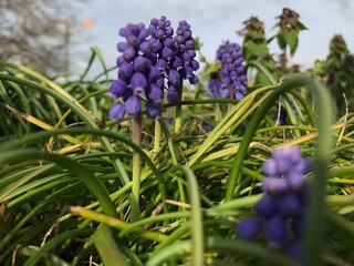 Purple grape  hyacinths