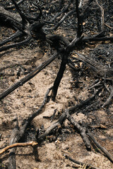 the consequences of a forest fire. environmental protection and ecology: charred tree branches and...