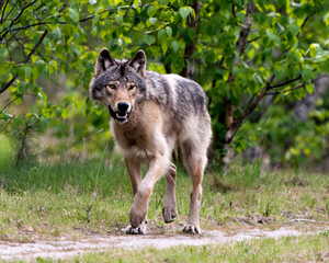 Wolf Photo Stock. Close-up profile view in the bushes in springtime in Northern Ontario looking at camera in its environment and habitat with blur forest background.  Image. Picture. Portrait.