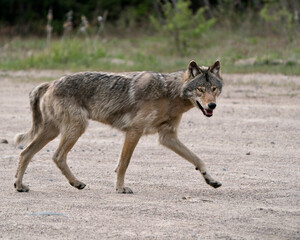 Naklejka na ściany i meble Wolf Photo Stock. Close-up profile view in the bushes in springtime in Northern Ontario looking at camera in its environment and habitat. Image. Picture. Portrait.