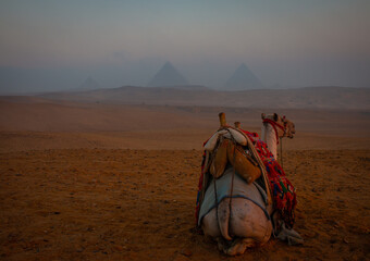 Camel ride at sunrise, Giza, Egypt, March 2018.