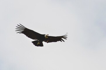 Cóndor andino en vuelo
