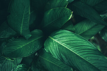 green leaf nature texture background, abstract pattern of tropical foliage plant in spring garden,...