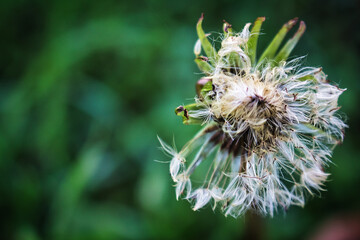 Unspoken wishes. Macro-photography of a dandelion.