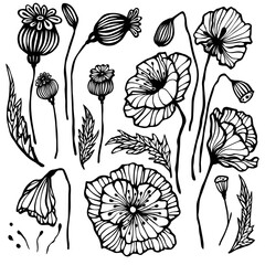 poppies, set of black and white linear flowers with leaves and buds, decorative botanical elements, stylized vector graphics