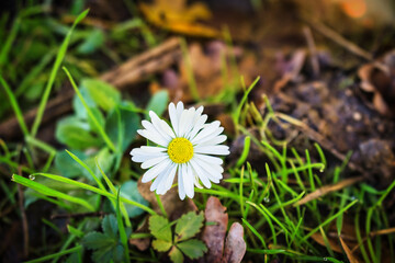 Daisy in the garden.