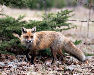 Red Fox Photo Stock. Fox Image. Close-up profile view side view in the spring season with blur white moss and coniferous branches background and  its environment and habitat. Picture. Portrait.