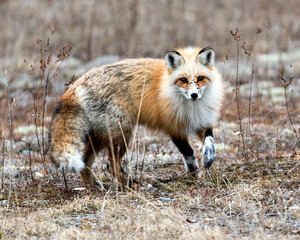 Red Fox Photo Stock. Red unique fox close-up profile looking at camera in the spring season in its environment and habitat with blur background. Fox Image. Picture. Portrait.