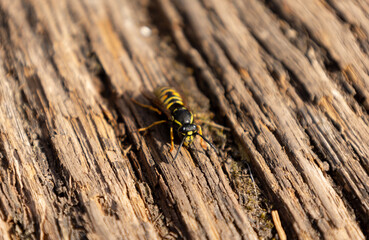 The wasp