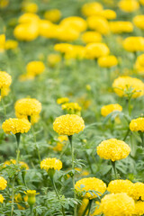 Obraz premium Chrysanthemum blooming in the garden.