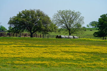 Countryside landscape in south Texas with yellow blooming wildflowers during spring season