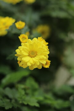 Flor de plantas de jardiner&iacute;a. 