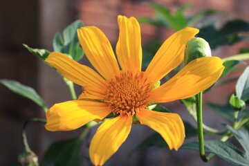 orange flower in the garden