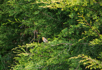 bird on a tree