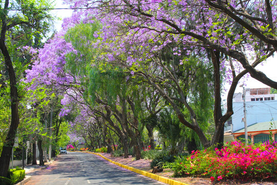 Jacaranda, Palisander Mexiko