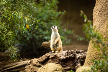 meerkat on guard