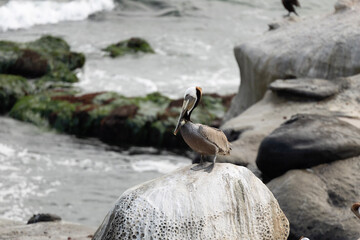 two pelicans on the beach