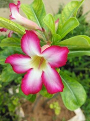 pink and yellow flower
