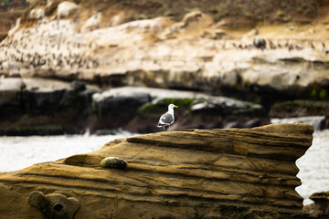 seagull on the rocks