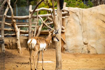 deer in zoo