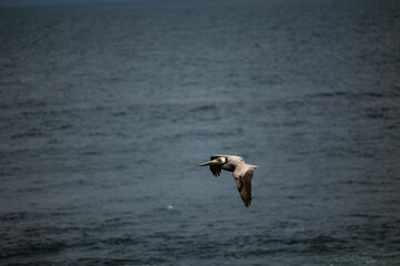 pelican in flight