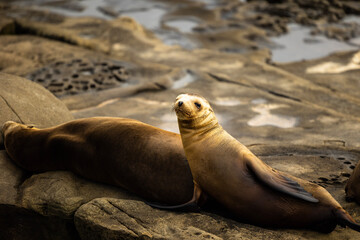 Fototapeta premium island sea lion