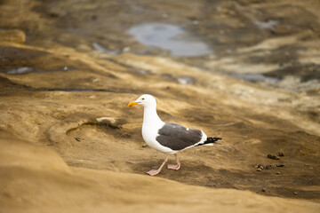 Seagull