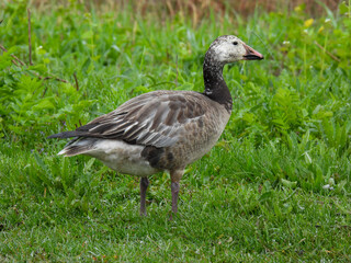 Snow goose