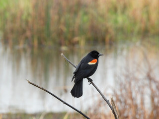 Redwinged Blackbird male