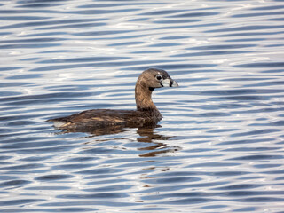 Pied Billed Grebe