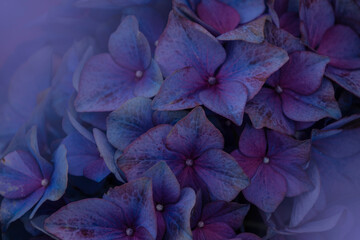 Background of a blue hydrangea flowers, Hortensia