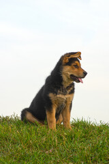 floppy eared puppy sitting in the grass.