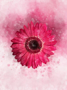 Watercolor painting of a pink african daisy flower. Floral illustrati