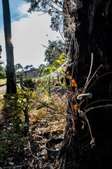 Spider web on a tree trunk shining in birght sunlight