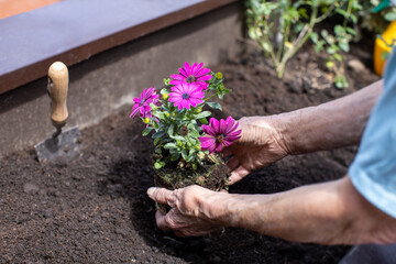 elderly woman planting flowers in her small terrace garden