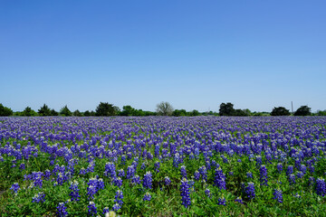 Lower view of a field full of Texas bluebonnet wildflowers during spring season near Brenham, TX