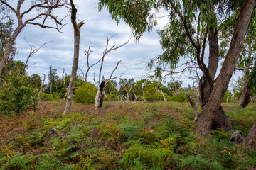 Fototapeta na wymiar Native Australian landscape on Raymond Island, Victoria, Australia