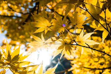 Obraz premium Sun shining with flare through orange autumn leafs - looking up a tree