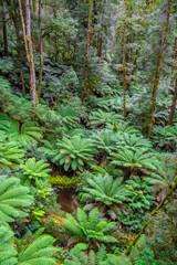 Amazing temperate rainforest - Great Otway National Park in Victoria, Australia